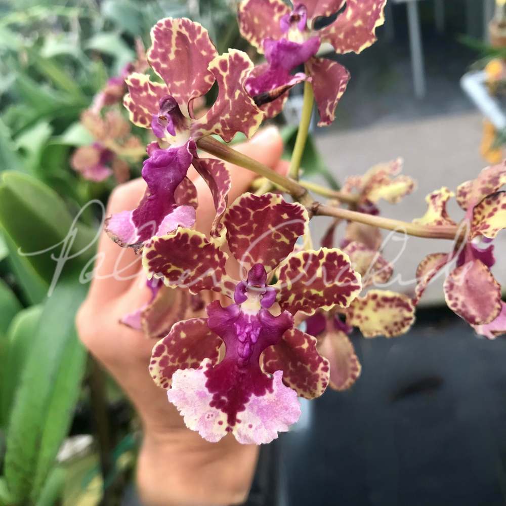 Trt+Ollie+Palmer+-+Palmer+